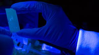 Image of a hand holding a microscope slide under a black light.